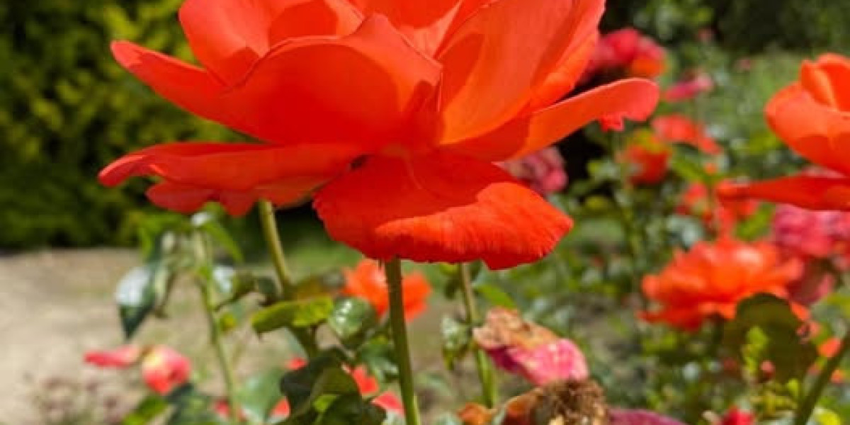 Alabama Battle Out Oklahoma For Supreme Defensive Recruit