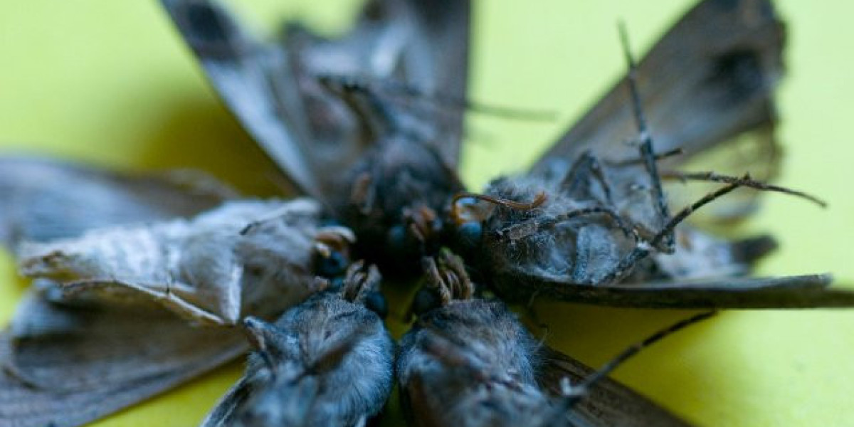 Casino to Sydney by train