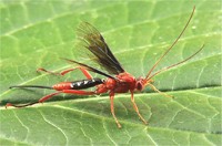 Lissopimpla Excelsa | Orchid Dupe Wasp - Enviro Safe Pest Control